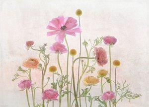  - Catherine Wang