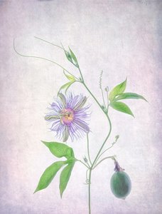 Fleur de la passion éclatante - Catherine Wang