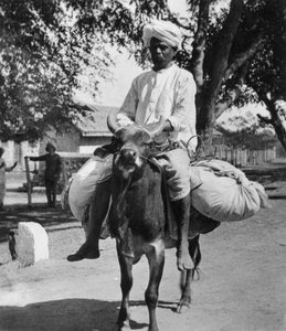 Le blanchisseur, Inde, fin 19e ou début 20e siècle