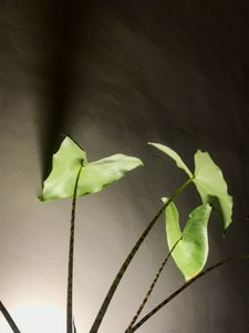 Composition - Plant, 2021 (photo)