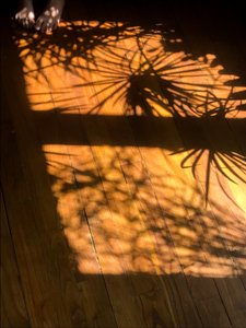 Composition - Shadows, 2019 (photo) - Cécile Jamet