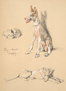 Chiot de chien d