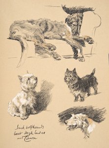 Irish Wolfhound, West Highlander et Cairn, 1930, Illustrations de son carnet de croquis utilisé pour 