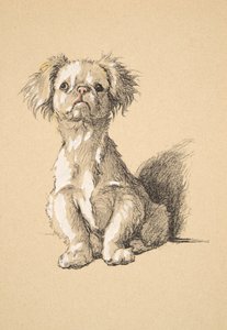 Pékinois, 1930, Illustrations de son carnet de croquis utilisé pour Just Among Friends, Aldin, Cecil Charles Windsor (1870-1935), publié plus tard par Eyre and Spottiswoode Limited, 1934
