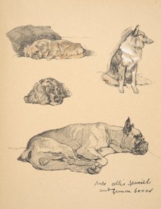 Peke, Collie, Épagneul et Boxer allemand, 1930, illustrations de son carnet de croquis pour 