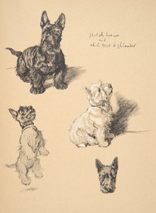 Terrier écossais et West Highlander blanc, 1930, Illustrations de son carnet de croquis utilisé pour Just Among Friends, Aldin, Cecil Charles Windsor (1870-1935), publié plus tard par Eyre and Spottiswoode Limited, 1934