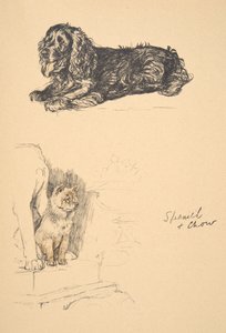 Épagneul et Chow, 1930, Illustrations de son carnet de croquis utilisé pour Just Among Friends, Aldin, Cecil Charles Windsor (1870-1935), publié plus tard par Eyre and Spottiswoode Limited, 1934