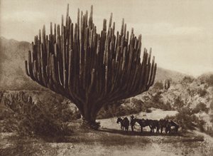 Mexique : Cactus en forme de chandelier, Oaxaca (photo n/b)