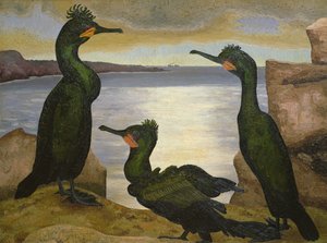 Cormorans