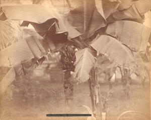 Bananiers, Hall horticole, Exposition du Centenaire, Philadelphie