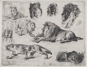 Étude de lions