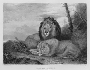 Lion et Lionne (gravure)