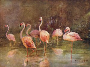 Flamants roses - Charles (after) Whymper