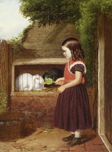 Nourrir les lapins