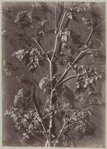 Étude avec des branches - Charles Aubry (manner of)