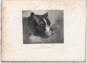 Bull-Dog - Charles Aubry