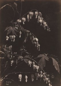 Nature morte florale (Cœurs saignants)