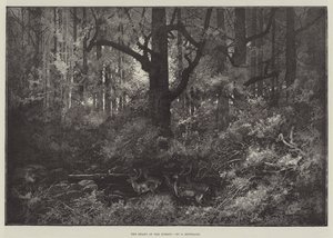 Le cœur de la forêt