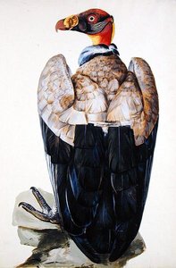 Un Vautour