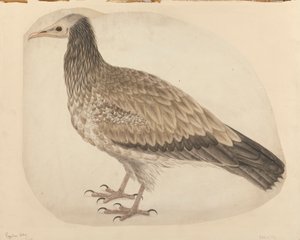 Vautour égyptien - Charles Collins