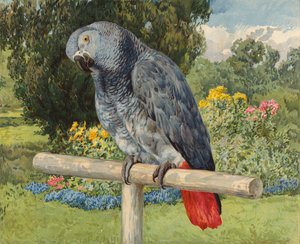 Perroquet gris (chromolithographie) - Charles Collins