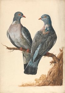 Deux pigeons ramiers - Charles Collins