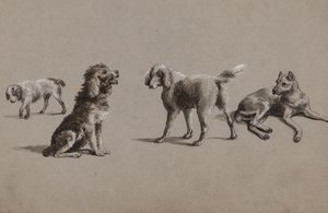 Études de chiens
