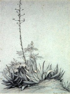 Yucca en fleurs - Charles Damour