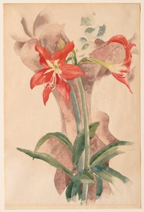 Amaryllis - Charles Demuth