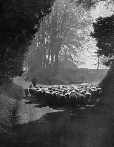 Moutons en route pour la foire aux moutons de Wilton, Wilton, Wiltshire, 1924-1926