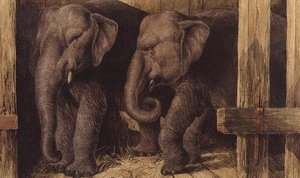 Deux éléphants
