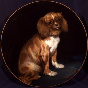Un Épagneul King Charles