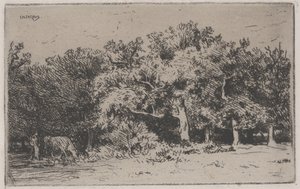 Un coin de la forêt de Fontainebleau