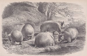 Le Wombat, du Magasin Pittoresque, ca. 1852