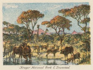 Afrique du Sud : Parc national Kruger, E Transvaal