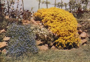Un Mur de Rocaille, Aubriétia, Hélianthème, Alysse Jaune - Charles Essenhigh Corke