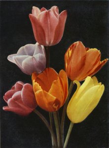 Tulipes fleuries de mai - Charles Essenhigh Corke