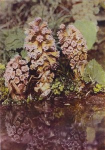 Fleurs sauvages : Pétasite - Charles Essenhigh Corke