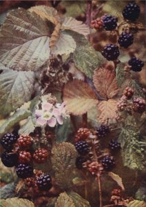 Fleurs sauvages : Ronce - Charles Essenhigh Corke