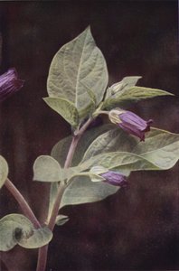 Fleurs sauvages : Belladone