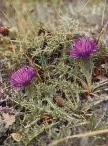 Fleurs sauvages : Chardon Nain - Charles Essenhigh Corke