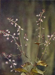 Fleurs sauvages : Circée de Paris