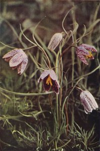 Fleurs Sauvages : Fritillaire - Charles Essenhigh Corke