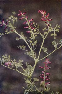 Fleurs sauvages : Fumeterre
