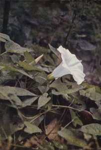 Fleurs sauvages : Liseron des haies - Charles Essenhigh Corke