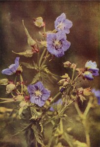 Fleurs sauvages : Géranium des Prés - Charles Essenhigh Corke