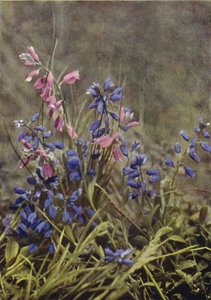 Fleurs sauvages : Polygale - Charles Essenhigh Corke