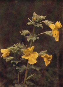 Fleurs Sauvages : Mimule - Charles Essenhigh Corke