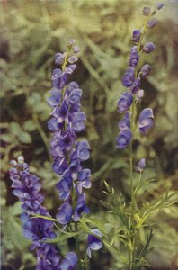 Fleurs sauvages : Aconit