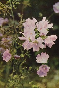 Fleurs sauvages : Mauve Musquée